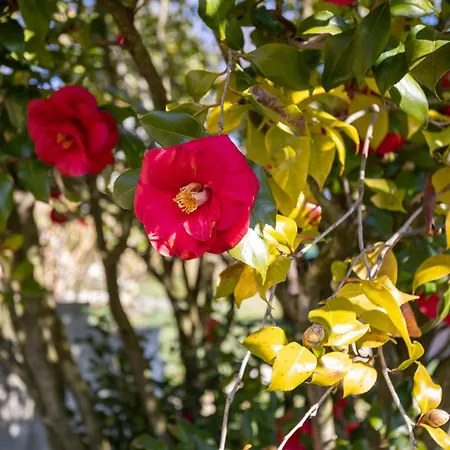 La Cascina Dei Ciliegi Apartamento Arona