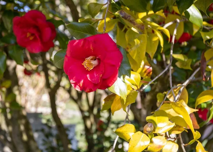 La Cascina Dei Ciliegi Apartament Arona